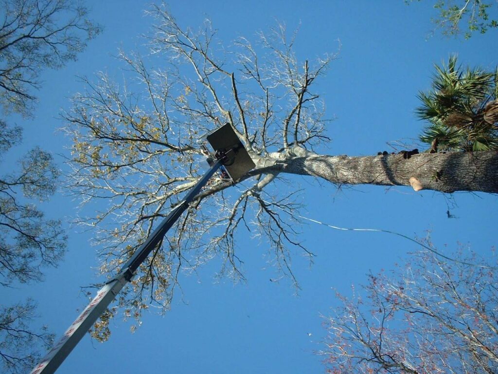 Hickory Tree Removal